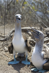 Blue footed boobie en ecuador