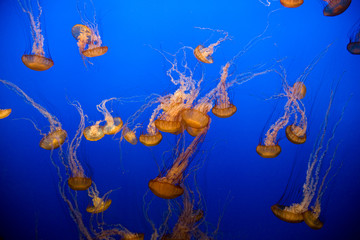 Quallen im Becken des Monterey Bay Aquariums, blau