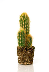 Potted cactus without pot