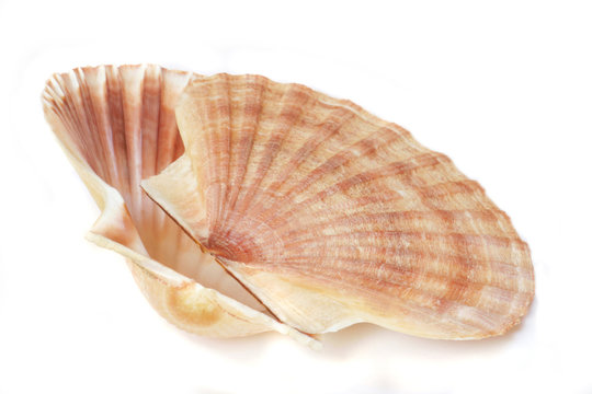 Seashell isolated over white