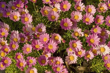 tiny pink daisies