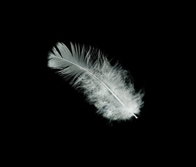 Close up of white feather