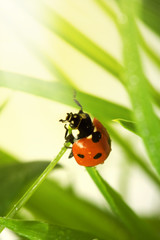 Spring ladybird