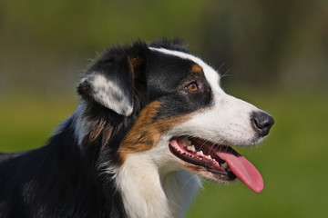 Australian Shepherd dog in outdoor setting