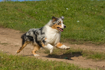 Australian Shepherd dog in outdoor setting