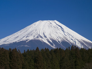 富士山と森林