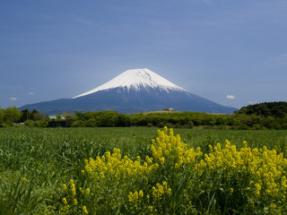 富士山と菜の花