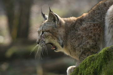 Gähnender Luchs