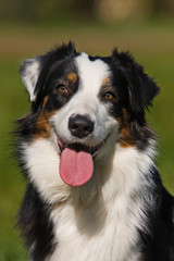 Australian Shepherd dog in outdoor setting