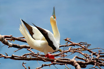 Red footed white booby bird perched on a tree