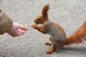Squirell with the nut