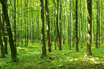 Fototapeta premium Las