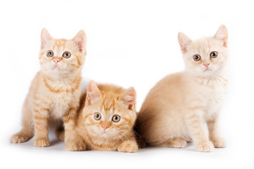 Little kitten on white background