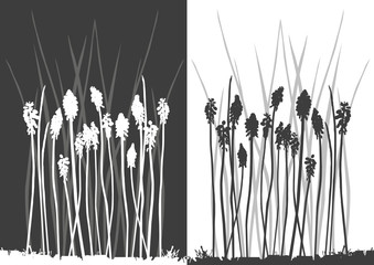 Set of vector grass silhouettes backgrounds for design use