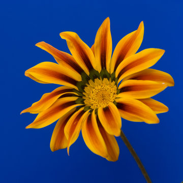 Gazania Close-up