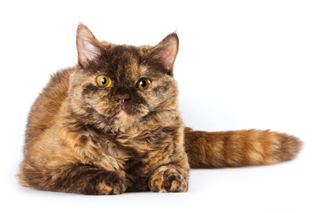 British cat on white background