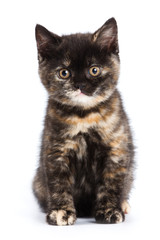 Obraz premium British kitten on white background