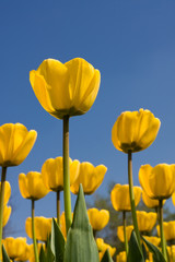 Fototapeta premium yellow tulip