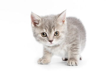 British kitten on white background