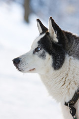 Siberian Husky riding dog in winter
