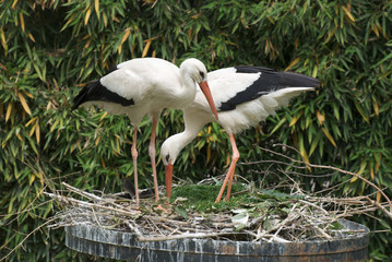 Coppia di cicogne bianche (Ciconia ciconia) preparano il nido