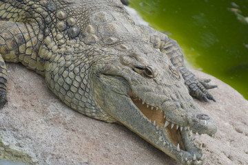 Alligatore del mississipi - Alligator Mississipiensis