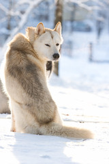Siberian Husky riding dog in winter