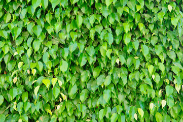 leaves texture