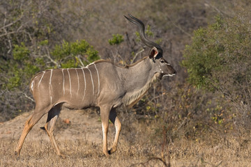 Kudu bull