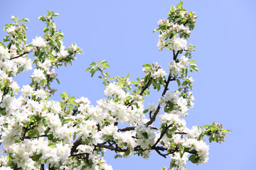 apple blossom