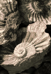 shell background (fossilized ammonites)