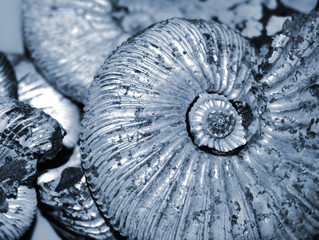 shell background (fossilized ammonite)