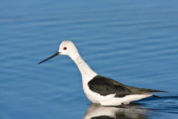 Black-winged Stilt