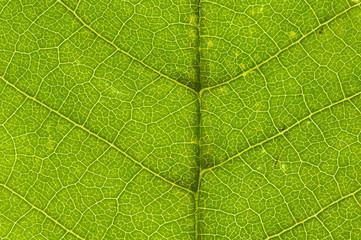 Fototapeta na wymiar Leaf of a plant close up