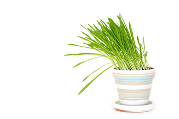 Pot of green grass
