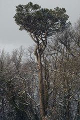 Alberi in inverno