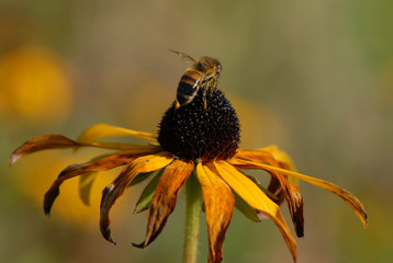 kwiat © Krzysztof Budziakows