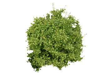 roślina © Krzysztof Budziakows