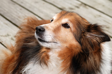 sheltie dog portrait