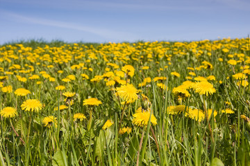 Field of yellow dandelions