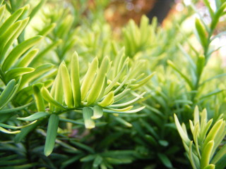 Obraz premium the ministrel