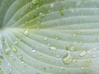 Obraz premium the detail of leaf