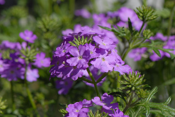 Obraz premium fioletowy kwiatek