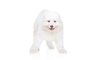 Samoyed puppy on a white background