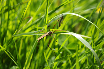 Kohlschnake - Tipula-oleracea