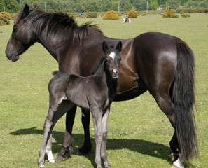 Wild Pony & foal