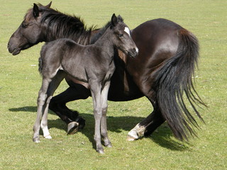 Obraz na płótnie Canvas Black Wild Pony & Foal