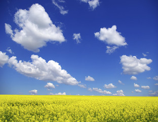 Naklejka premium rape field