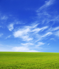 Fototapeta premium field