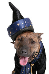 wizard dog